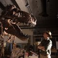 Mokslininkai atkūrė stambiausią iki šiol rastą tiranozaurą