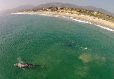 Kuprotasis banginis garsenybių pamėgtame Malibu paplūdimyje Kalifornijoje