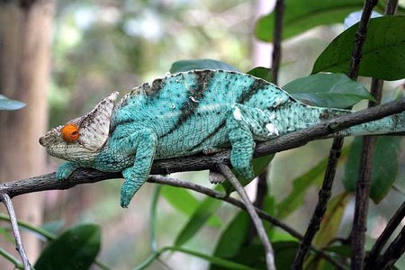 Tarzano chameleonas (Calumma tarzan)