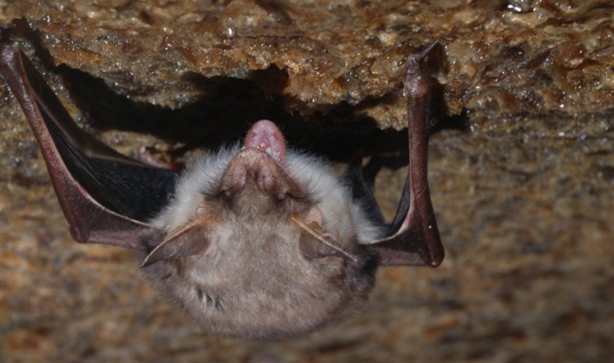 Šikšnosparnių patelių balsai būna aukštesni