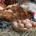 Dėl ukrainietiškų kiaušinių latviai cypia, lietuviai didvyriškai tyli