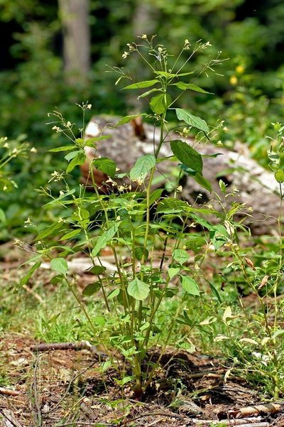 Smulkiažiedė sprigė (Impatiens parviflora)