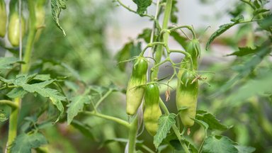 Kai panaudoti pomidorų lapus: tiks ir apsaugai nuo kenkėjų, ir maistui