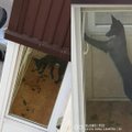 Kaimynus pakraupę: išsekęs šuo gyvena savo išmatomis užterštame balkone