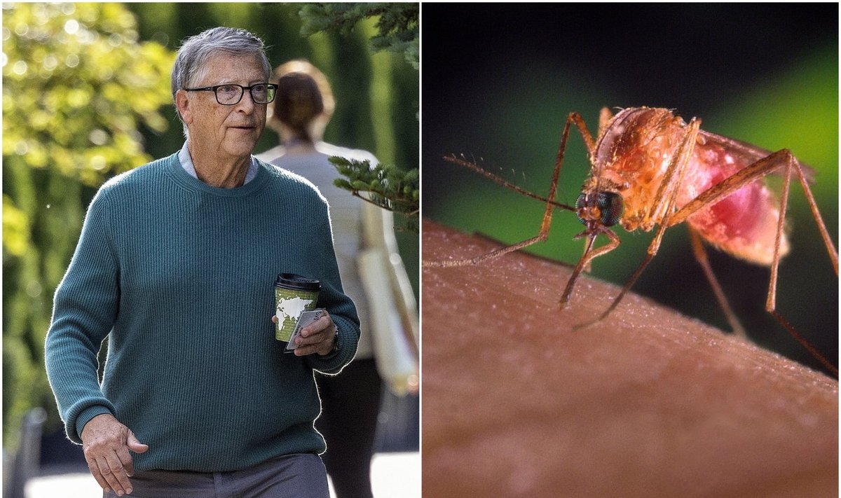 B. Gatesas nepagrįstai kaltinamas, jog dėl genetiškai modifikuotų uodų atsirado ir naujų virusų. 