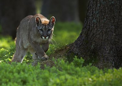 Puma (asociatyvi nuotr.)