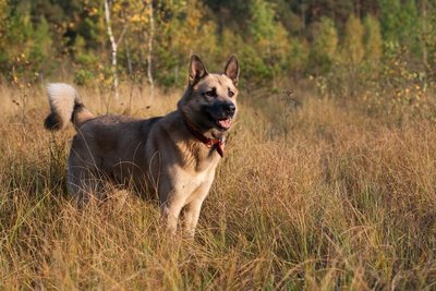 Vakarų Sibiro laikos veislės šuo 