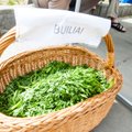 Žaliavalgių festivalyje - pamokos besidomintiems žalia mityba