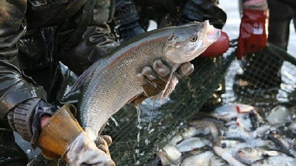 Žvejai verslininkai atsisako pasitraukti iš Kauno marių