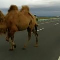 Kinijos greitkelyje lakstė du kupranugariai
