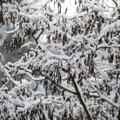 Экстремальная зима в Литве: синоптик осторожно прогнозировала, сколько это будет длиться