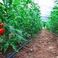 Pomidorų laistymas: mažos paslaptys, kurios padės išauginti didžiulį derlių