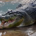 Maskvoje konfiskuoti 134 krokodilai