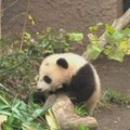 San Diego zoologijos sode – debiutinis pandų jauniklio pasirodymas