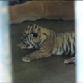Indonezijos zoologijos sode gimė nyktsančių Sumatros tigrų jauniklis