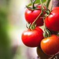 Priežastys, kodėl pūva pomidorai ir kaip kovoti su ligomis