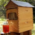 Geros žinios bijantiems bičių: medus iš avilio tekės per čiaupą