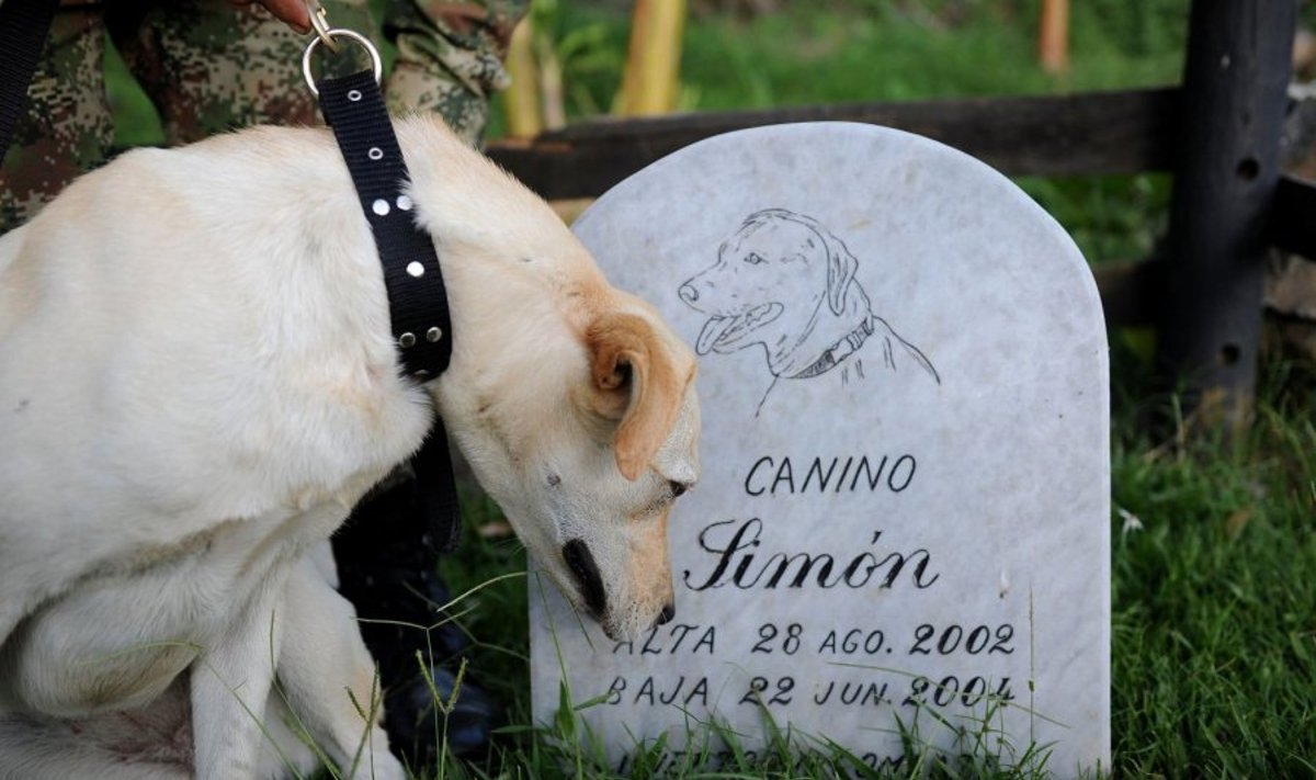 Šunų kapinės Kolumbijoje