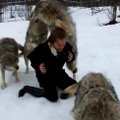Kaip prisijaukinti vilkų gaują?
