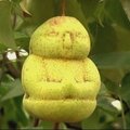 Kinijos ūkininkas augina kūdikio formos kriaušes