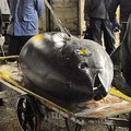 Tokijuje milžiniškas tunas parduotas už 1 mln. Lt