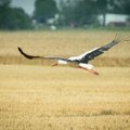 Vyras nušovė 3 gandrų šeimą: mokės pusės tūkstančio eurų baudą