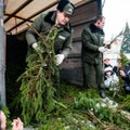 Penktadienį visoje Lietuvoje miškininkai dalins eglių šakas