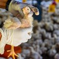 Ar tikrai PSO įspėjo, kad paukščių gripas gali plisti tarp žmonių?