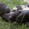 Prahos zoologijos sode pasikorė gorila
