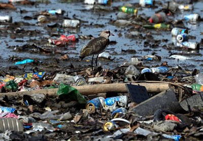 Nerūpestingą gyvenimą švenčianti žmonija nė nebepastebi, kaip nyksta bioįvairovė ir ekosistemos.