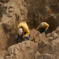 Archeologai Peru atkasė 1 tūkst. metų senumo mumijas