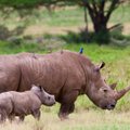 Belgijos zoologijos sode pasaulį išvydo retas pietinis baltasis raganosis