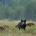 Atviras kreipimasis į Lietuvos Respublikos Seimo narius dėl melagienų apie medžioklę
