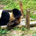 „Slaptas pandų gyvenimas“ (63 serija): sulūžę daiktai prikeliami naujam gyvenimui