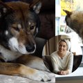 Liepos Norkevičienės namuose išskirtinės veislės keturkojis Riku diktuoja savo taisykles: charakteris – kaip tikro japonų šuns