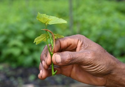 Nerūpestingą gyvenimą švenčianti žmonija nė nebepastebi, kaip nyksta bioįvairovė ir ekosistemos.