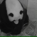 Vašingtono zoologijos sode - šventė: panda atsivedė dvynukus