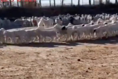 Vidinėje Mongolijoje esančiame ūkyje avys diena iš dienos sukasi ratu. PDChina/Twitter nuotr.