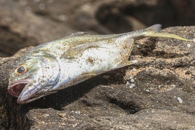 Nerūpestingą gyvenimą švenčianti žmonija nė nebepastebi, kaip nyksta bioįvairovė ir ekosistemos.