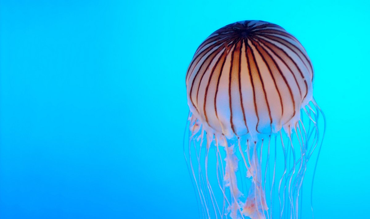 Keisčiausi 2011-aisiais atrasti gyviai - gentainėmis mintanti medūza