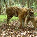 Indonezijoje nufilmuoti reti Sumatros tigrai