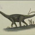 Argentinoje aptiktas didžiausias priešistorinio sausumos dinozauro skeletas