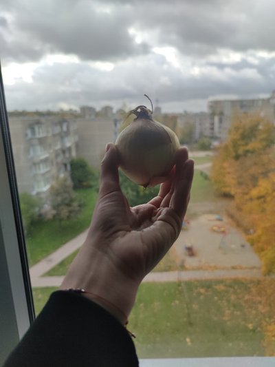 Langų valymas su svogūnu