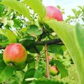 Obuoliai šiemet laužo šakas ir kainas, bet lietuviai rado, kaip iš jų uždirbti
