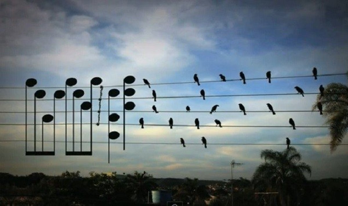 Paukščių kuriama muzika