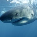 Pernai pasaulyje užfiksuotas rekordinis ryklių atakų skaičius