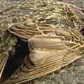 JAV iš dangaus nukrito dar keli šimtai paukščių