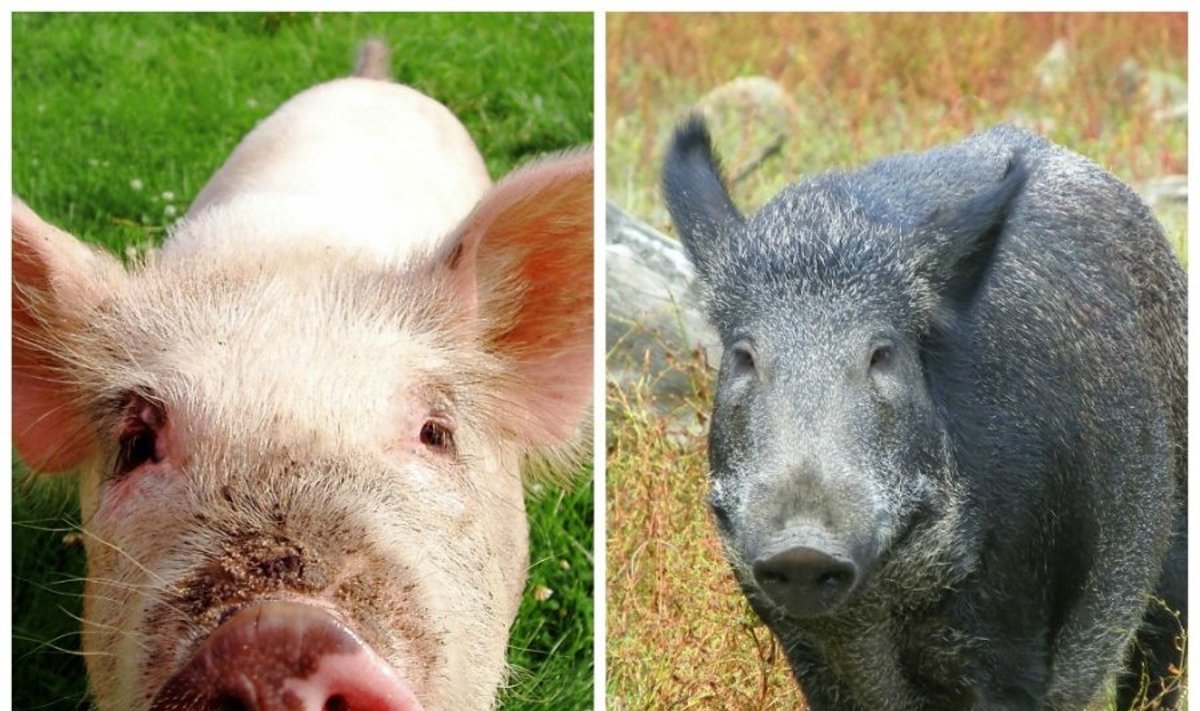 Šernakiaulės - šerno ir kiaulės hibridas