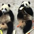 „Slaptas pandų gyvenimas“ (64 serija): dviejų sesučių nuotykiai naujoje žaidimų aikštelėje