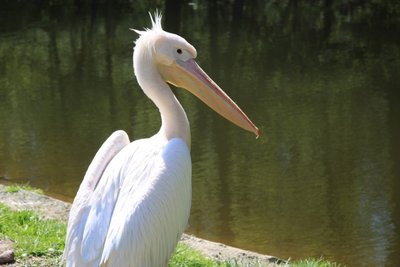 Pelikanas